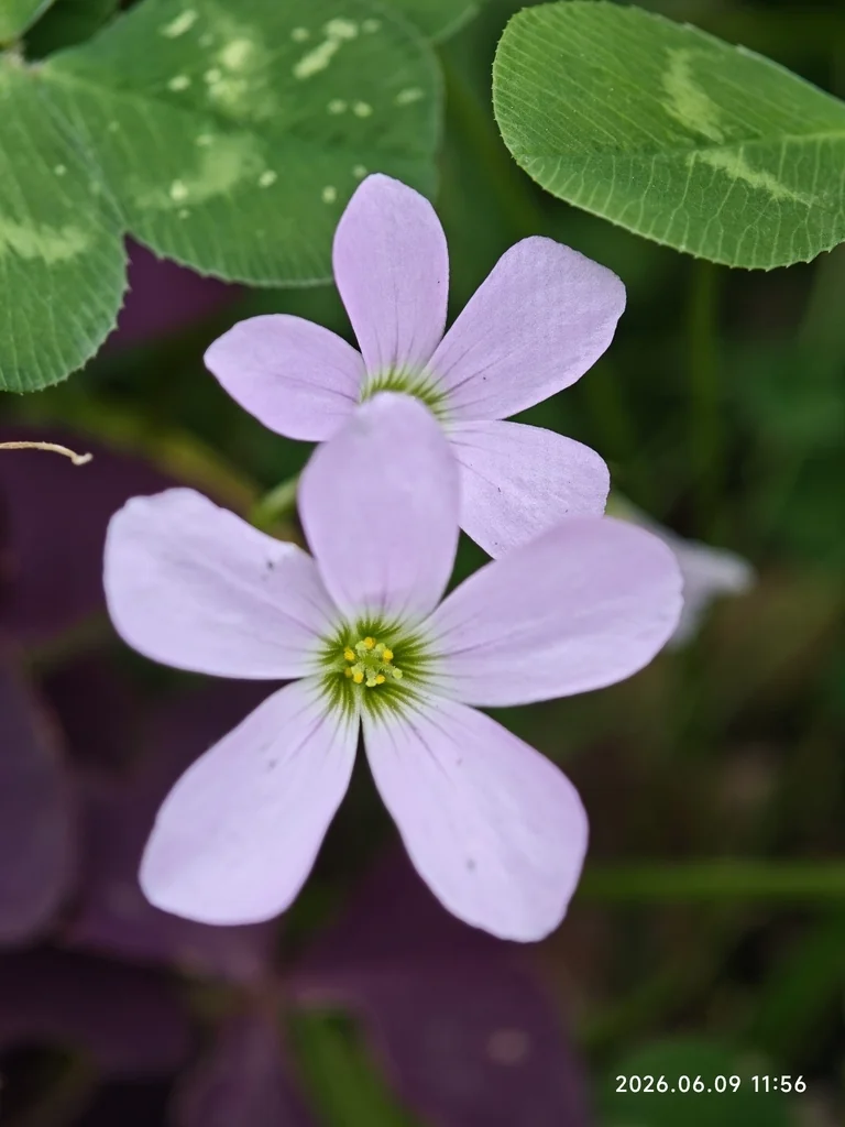 Oxalis Triangularis
