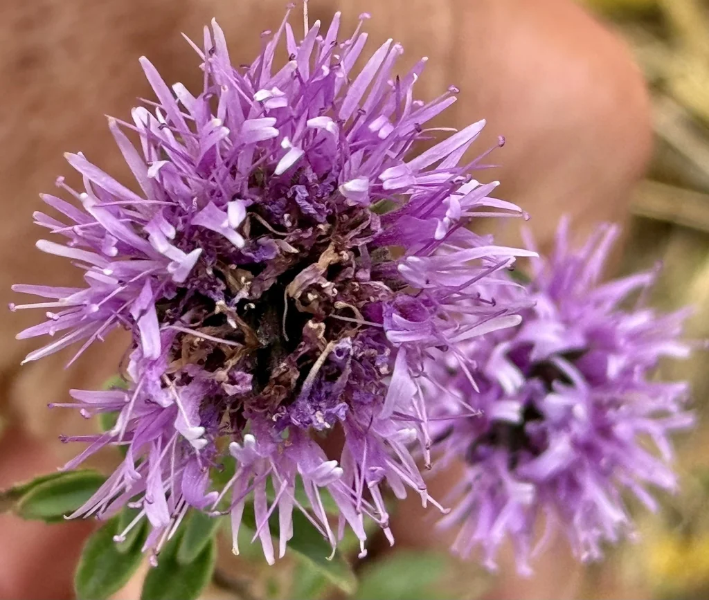 Monardella Villosa