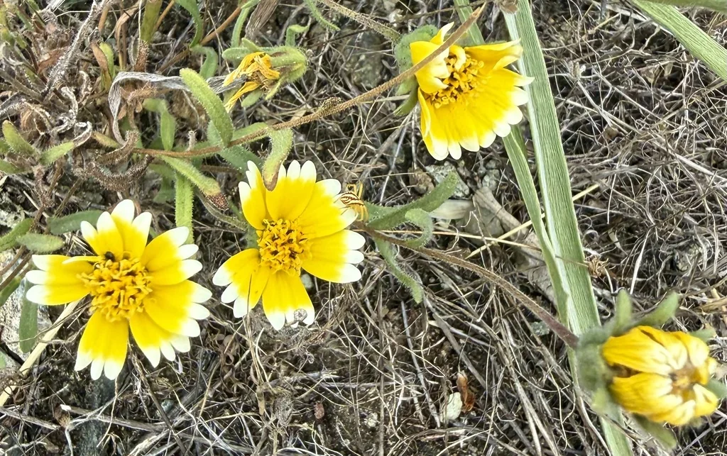 Layia Platyglossa