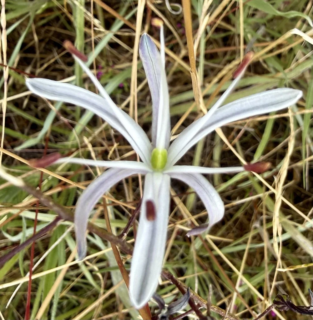 Chlorogalum Pomeridianum
