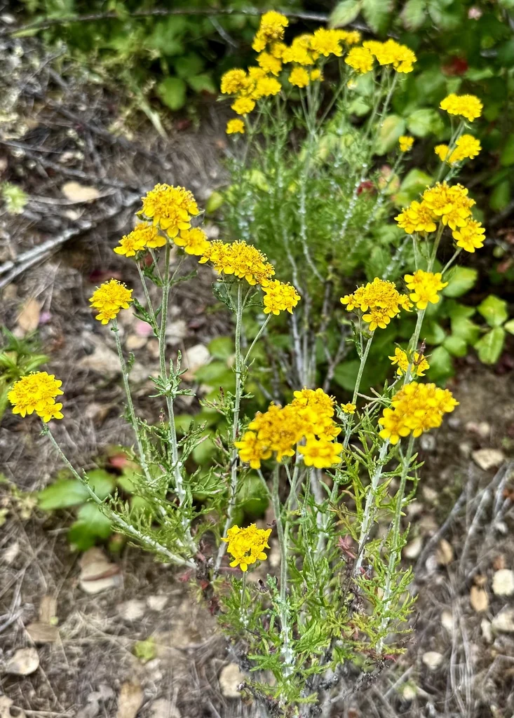 Eriophyllum Confertiflorum