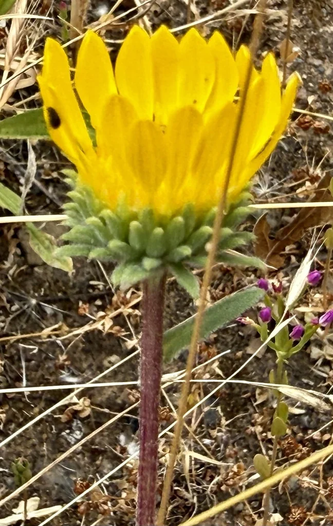 Grindelia Hirsutula