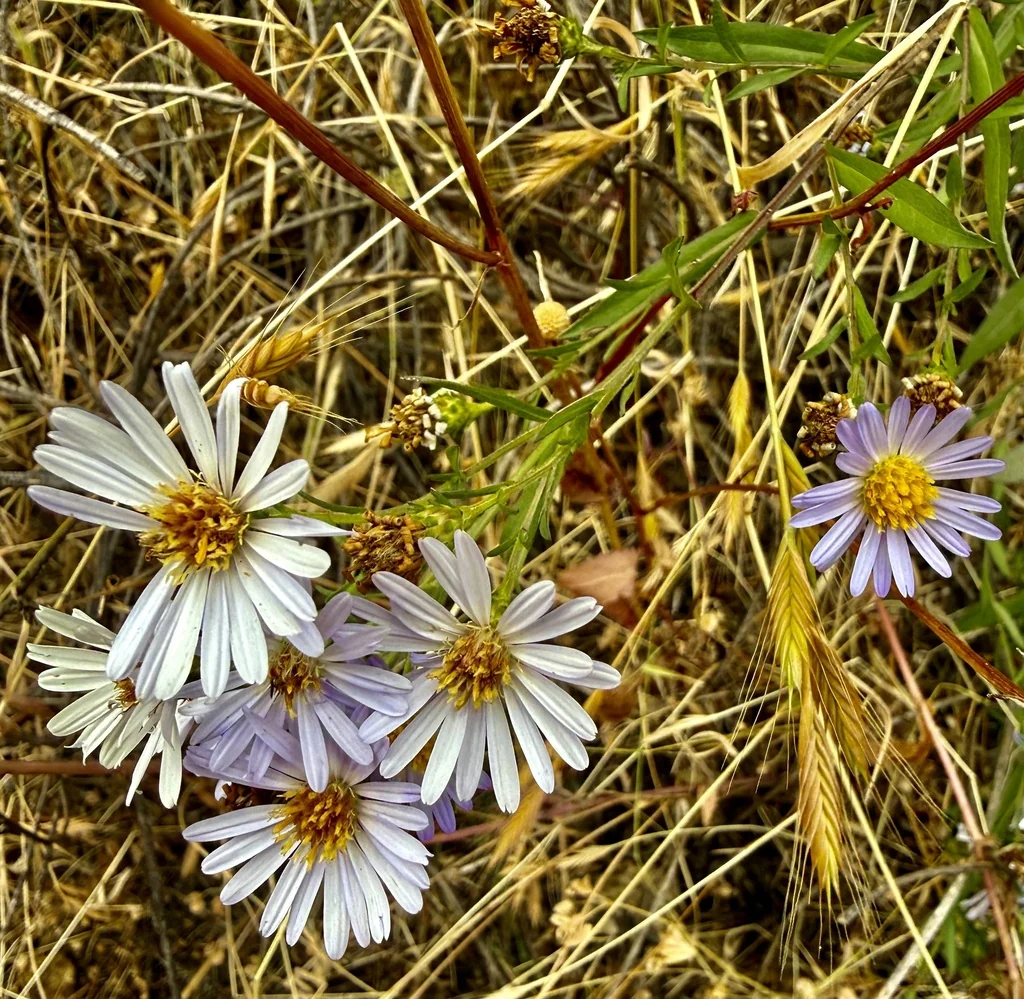 Symphyotrichum Chilense