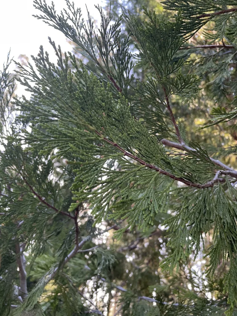 Calocedrus Decurrens