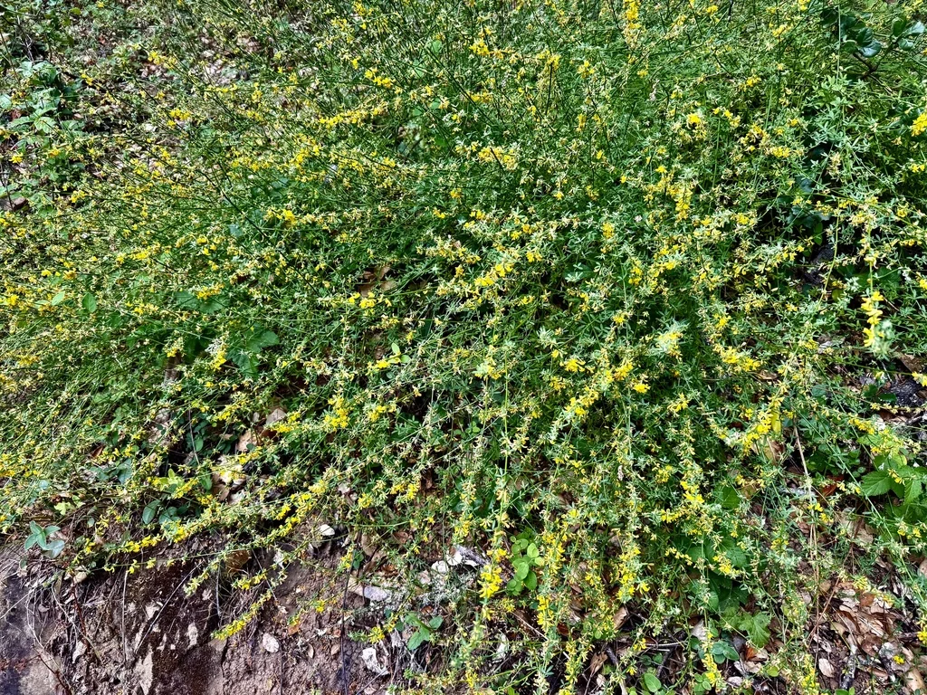 Lotus Scoparius