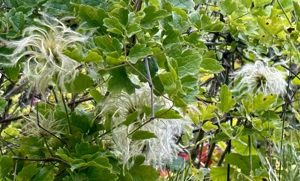 Clematis Lasiantha