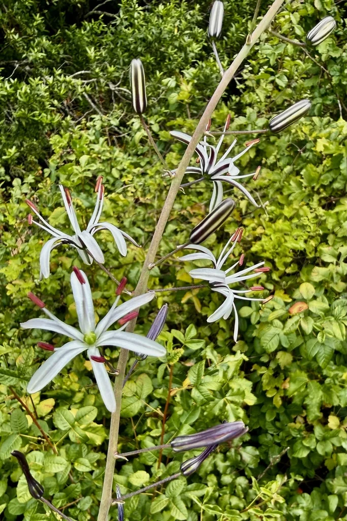 Chlorogalum Pomeridianum