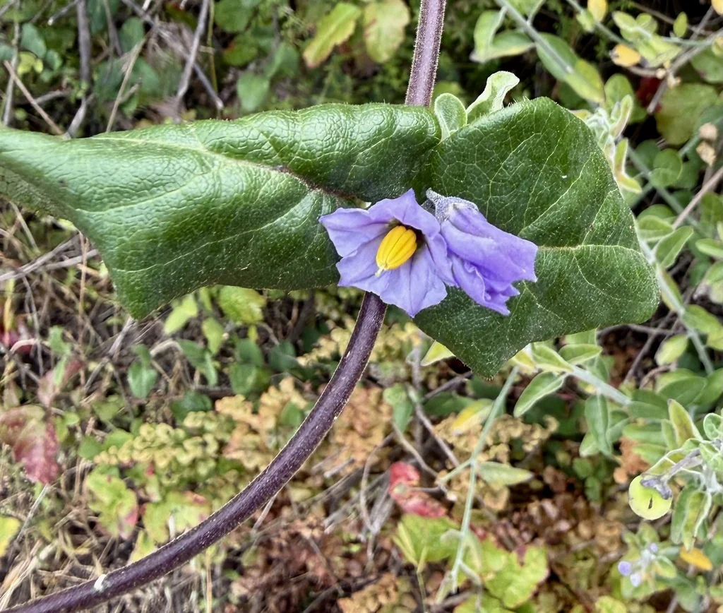 Solanum Umbelliferum