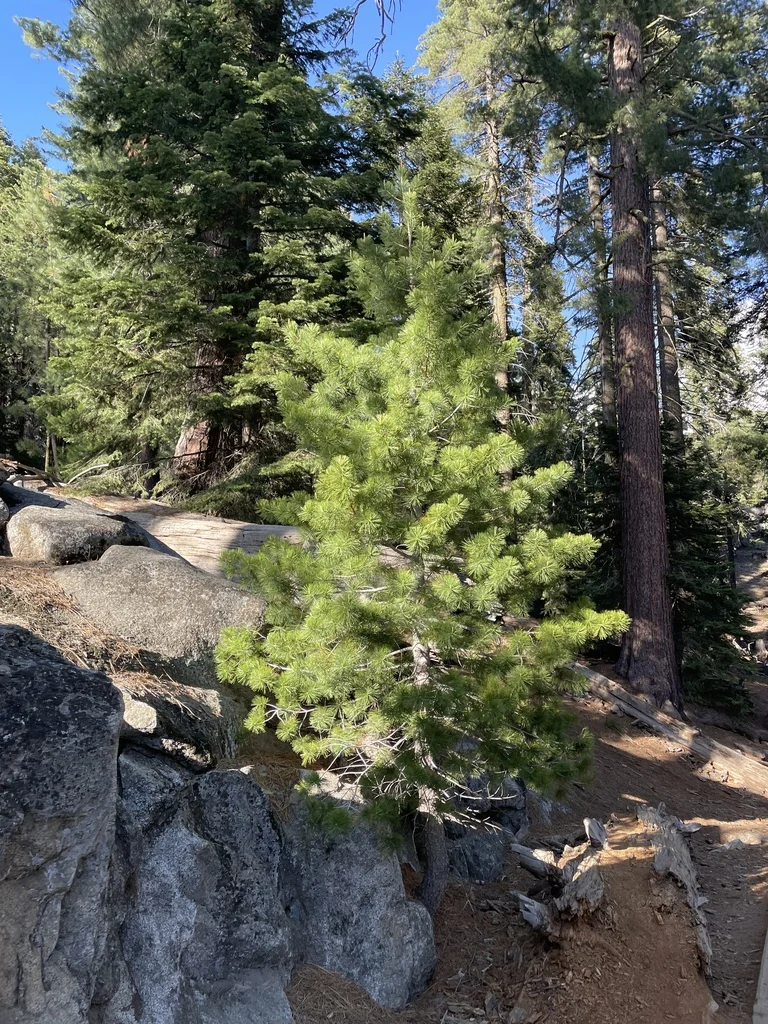 Pinus Lambertiana