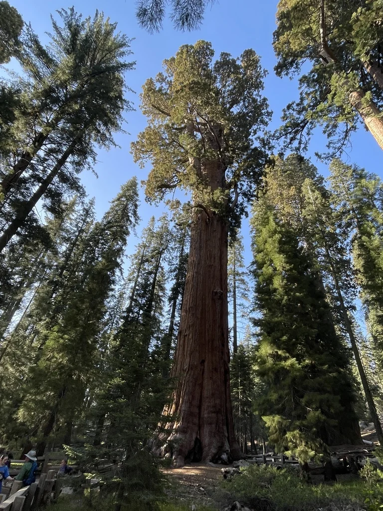 Sequoiadendron Giganteum