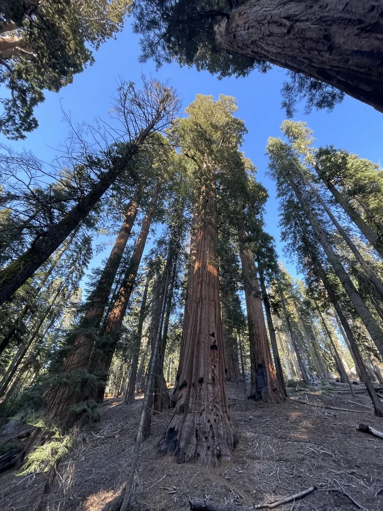 Sequoiadendron Giganteum