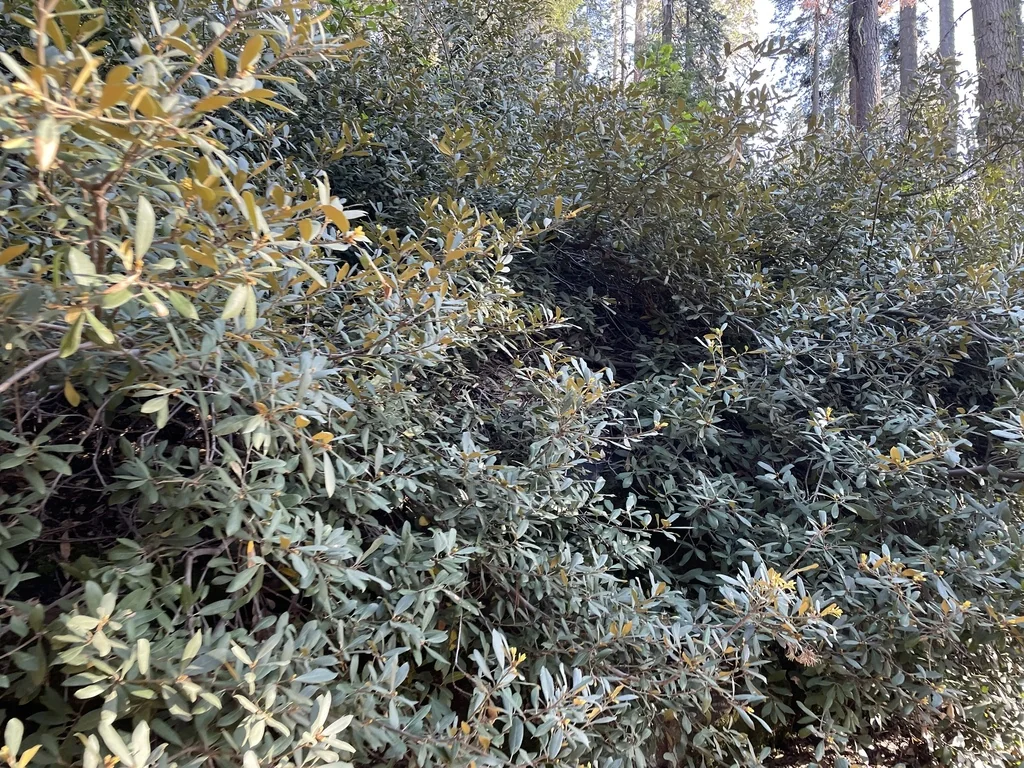 Chrysolepis Sempervirens