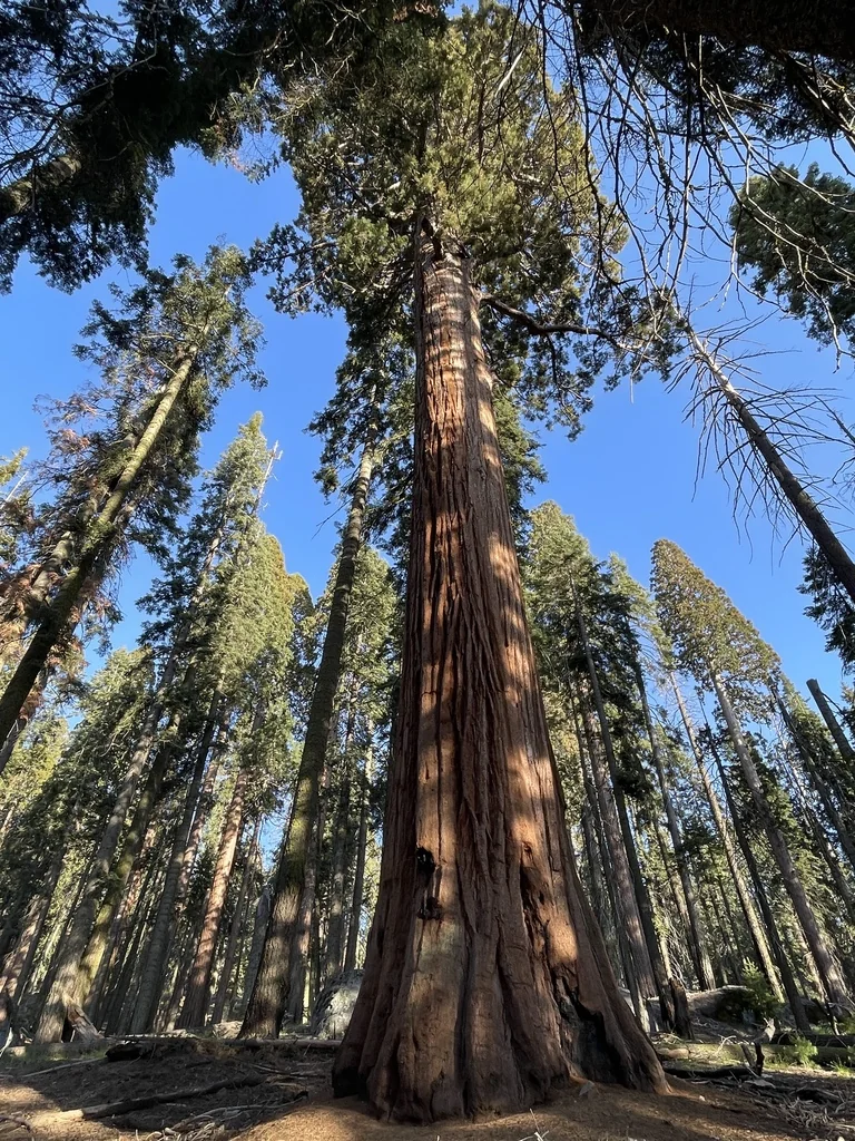 Sequoiadendron Giganteum