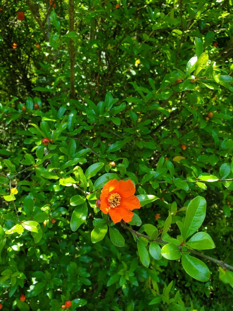 Punica granatum