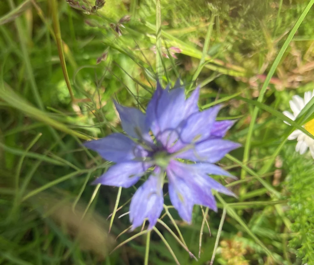 Nigella Damascena
