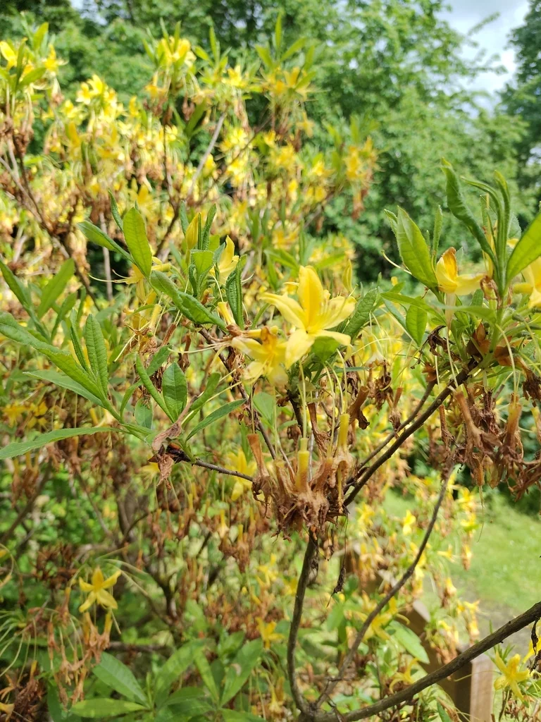 Rhododendron Luteum