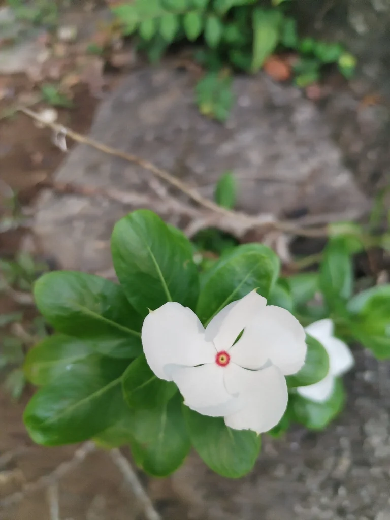 Catharanthus Roseus