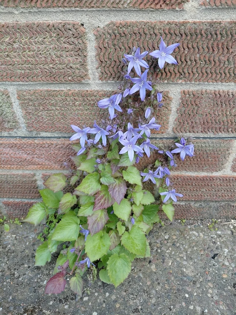 Campanula Poscharskyana