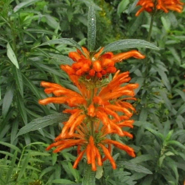 Leonotis Leonurus