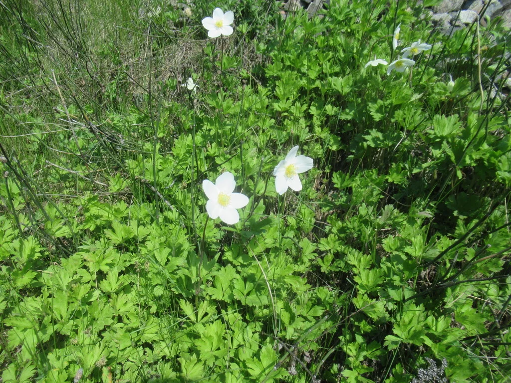 Anemone Sylvestris