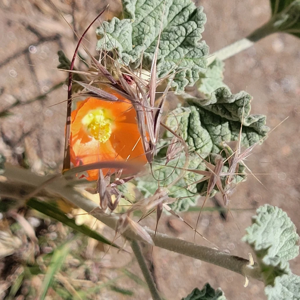 Sphaeralcea Ambigua