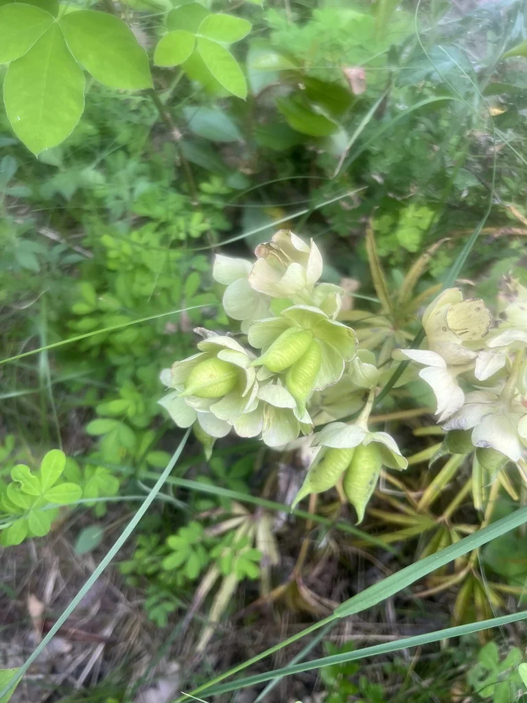 Helleborus Foetidus
