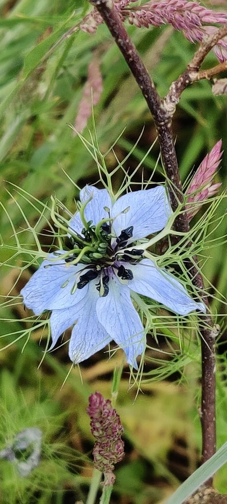 Nigella Damascena