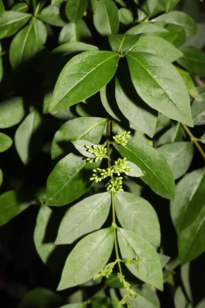 Ligustrum Ovalifolium