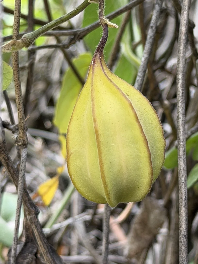 Aristolochia Californica