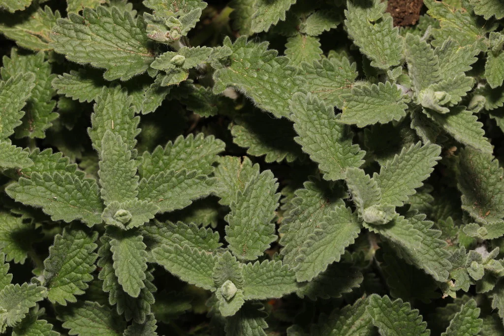 Nepeta faassenii