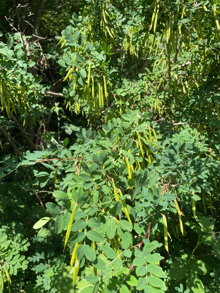 Caragana Arborescens