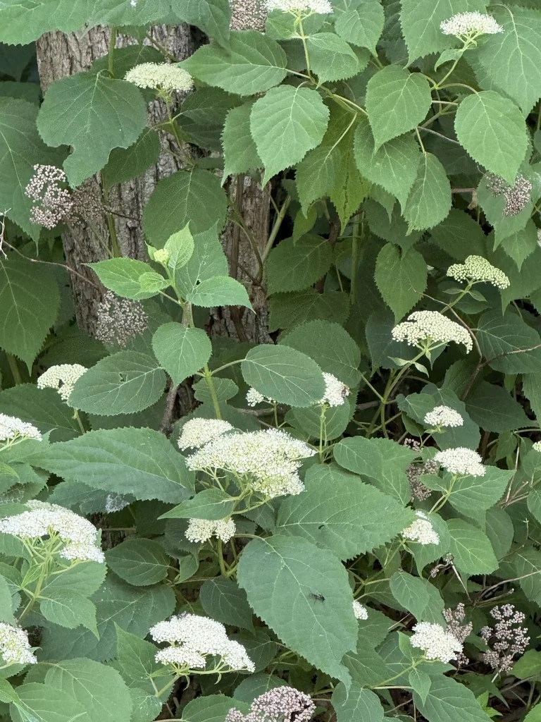Hydrangea arborescens