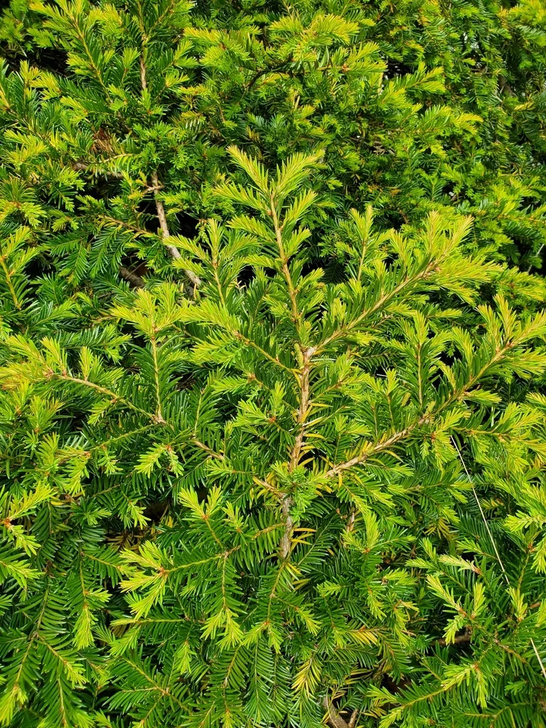 Abies Nordmanniana