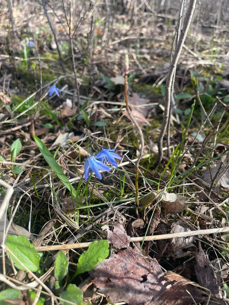 Scilla Siberica