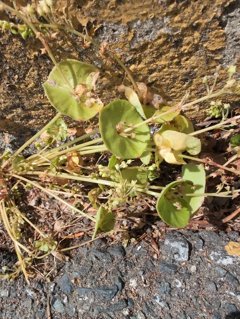 Claytonia Perfoliata
