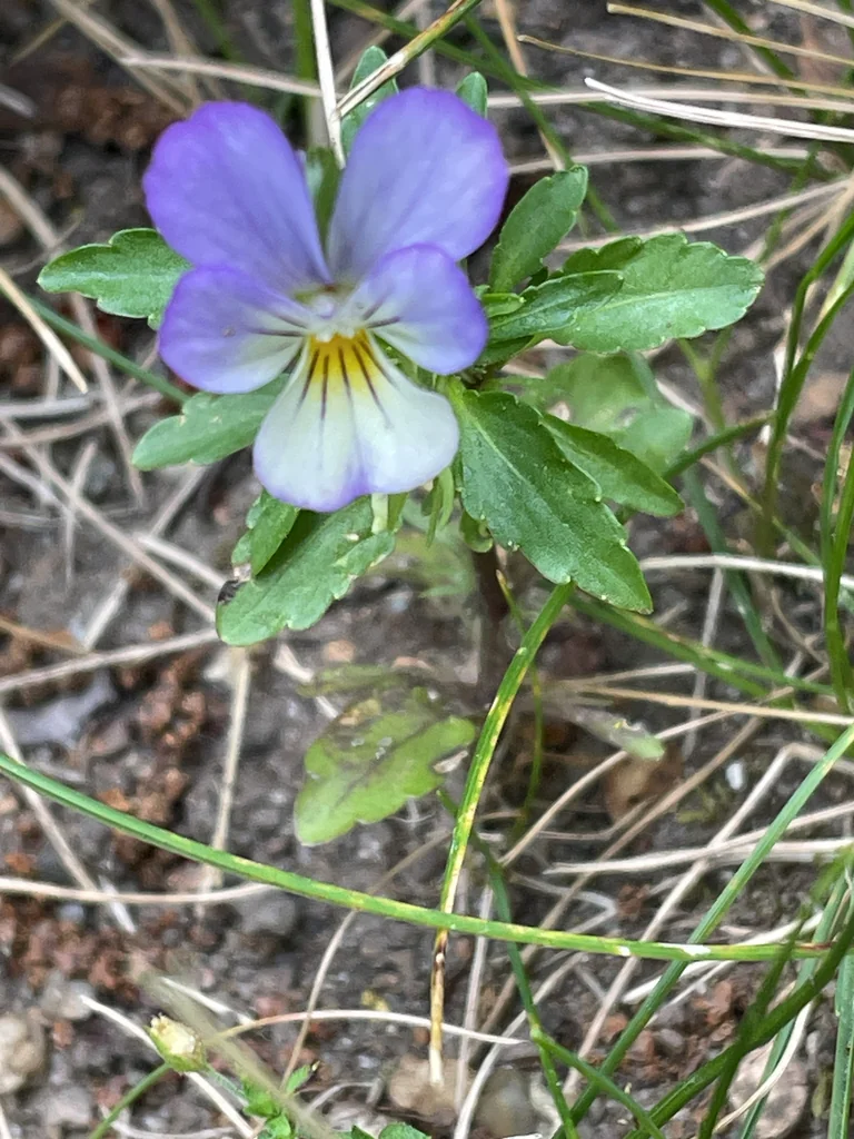Viola Tricolor