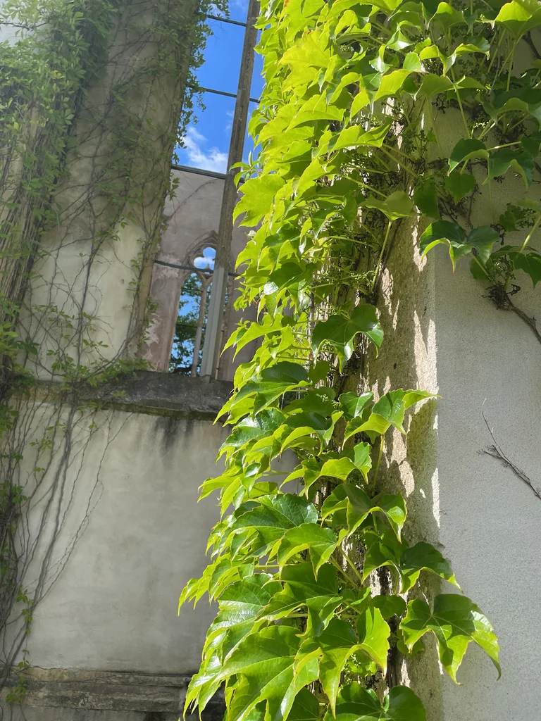 Parthenocissus Tricuspidata