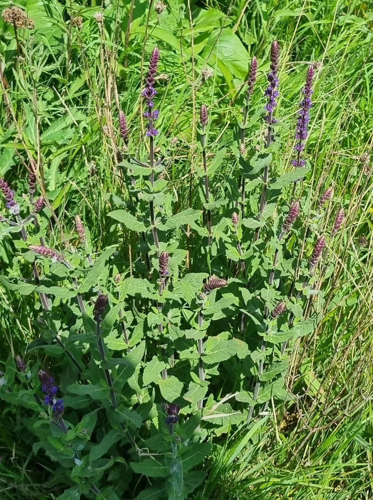 Salvia nemorosa