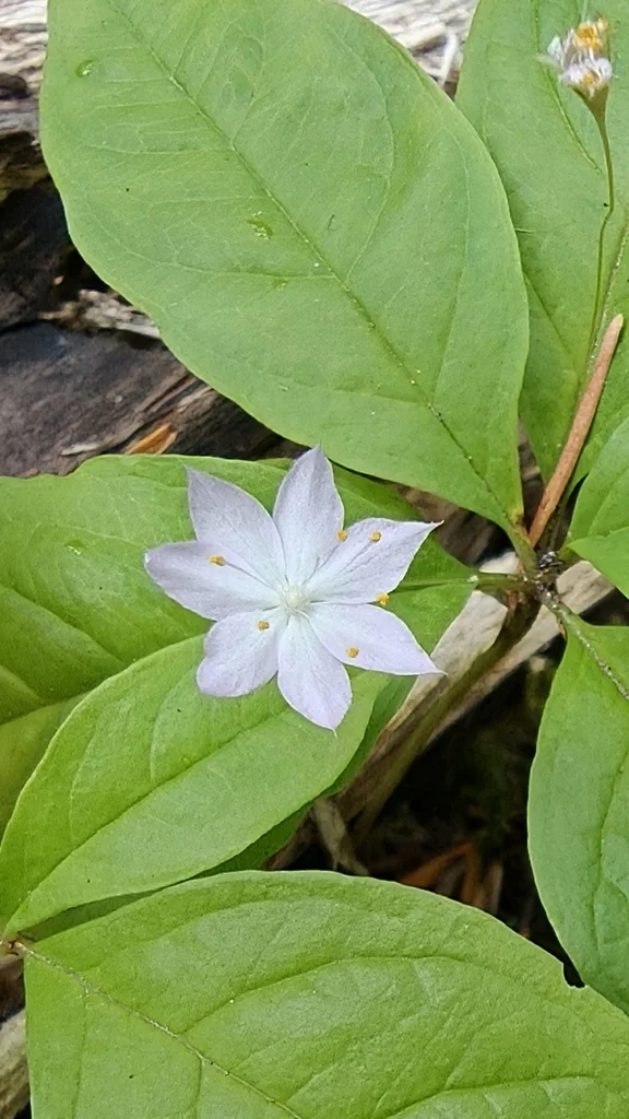 Trientalis Latifolia