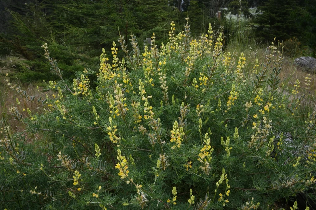 Lupinus Arboreus
