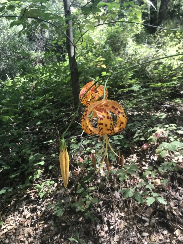 Lilium Humboldtii