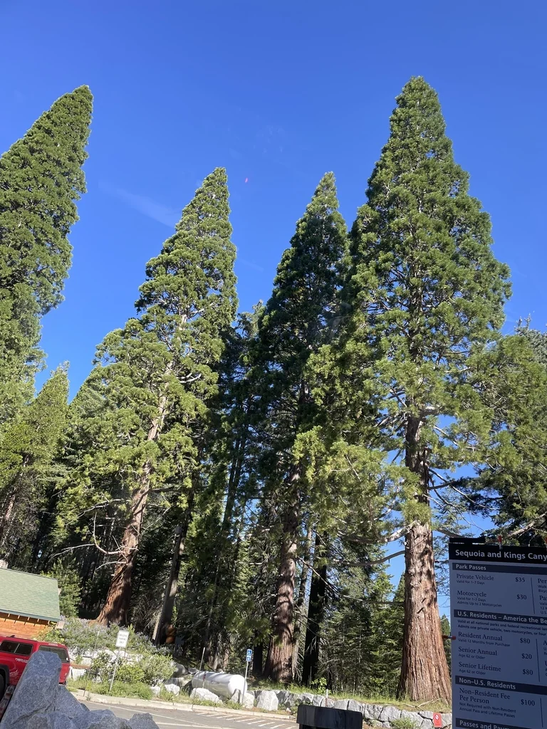 Sequoiadendron Giganteum