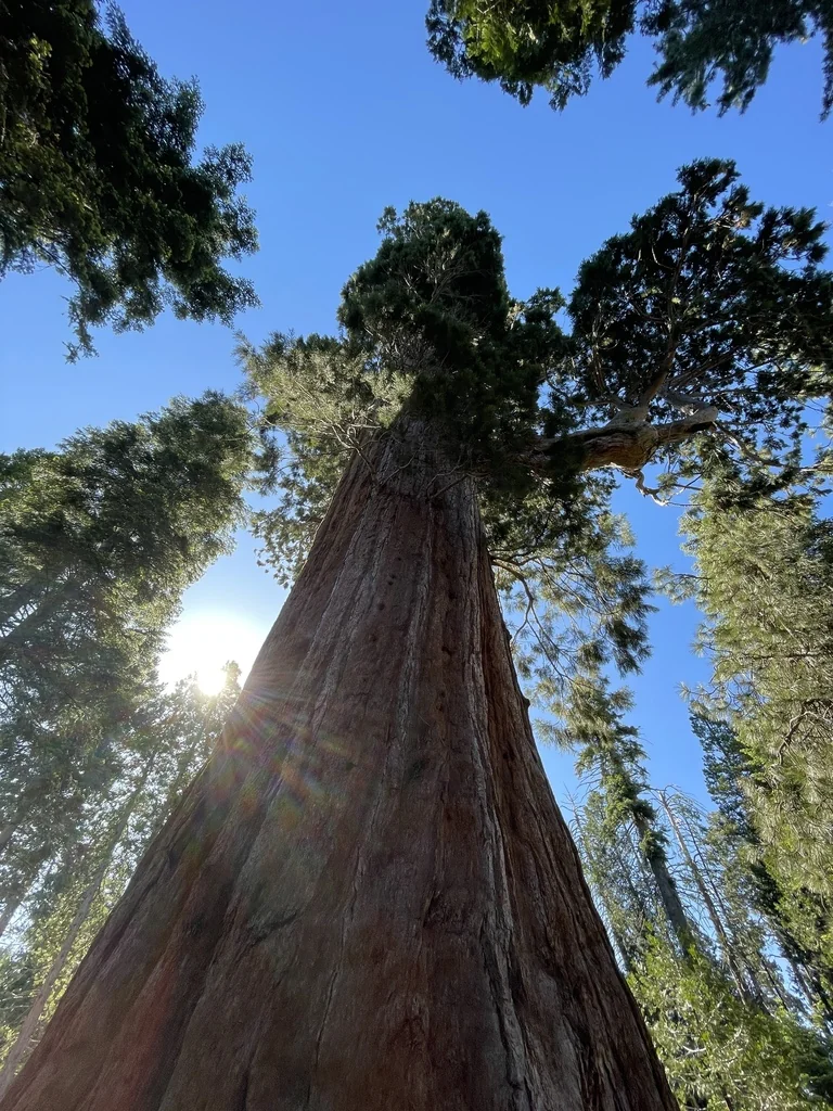 Sequoiadendron Giganteum