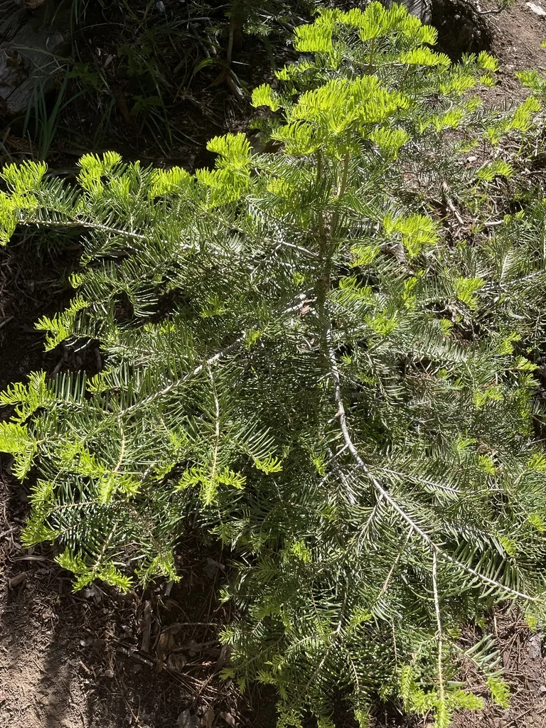 Abies Concolor
