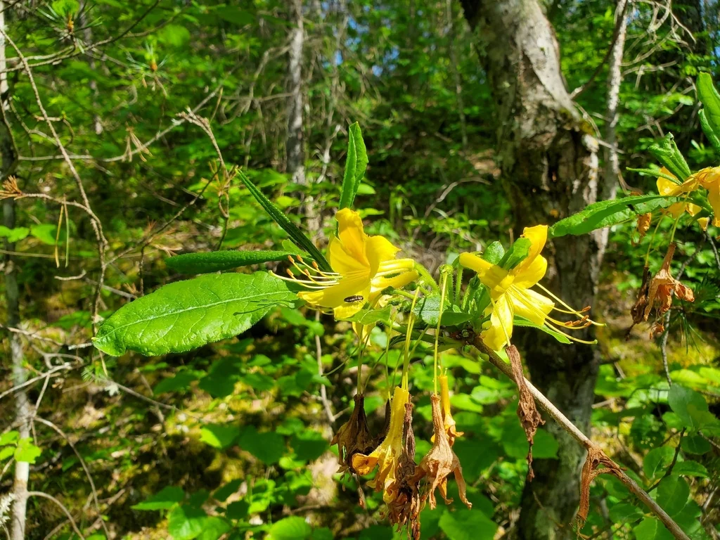 Rhododendron Luteum