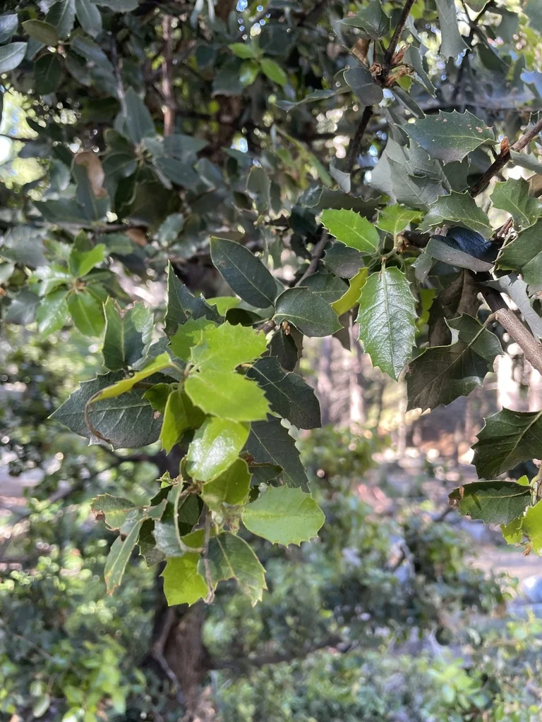 Quercus Chrysolepis