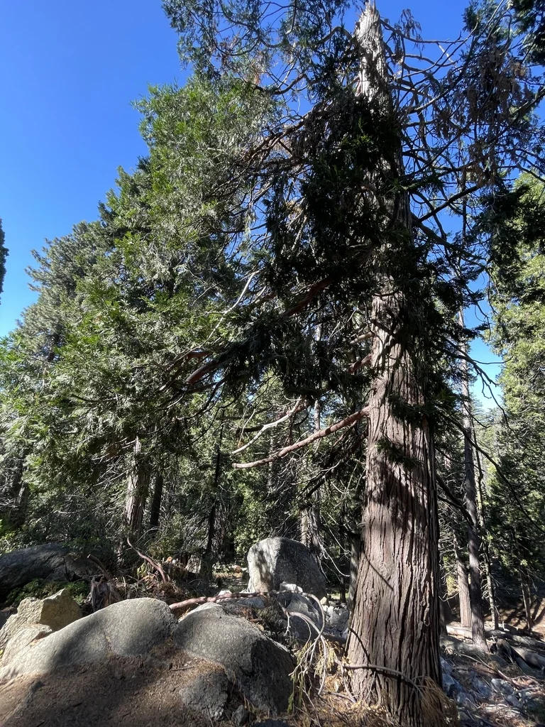Calocedrus Decurrens