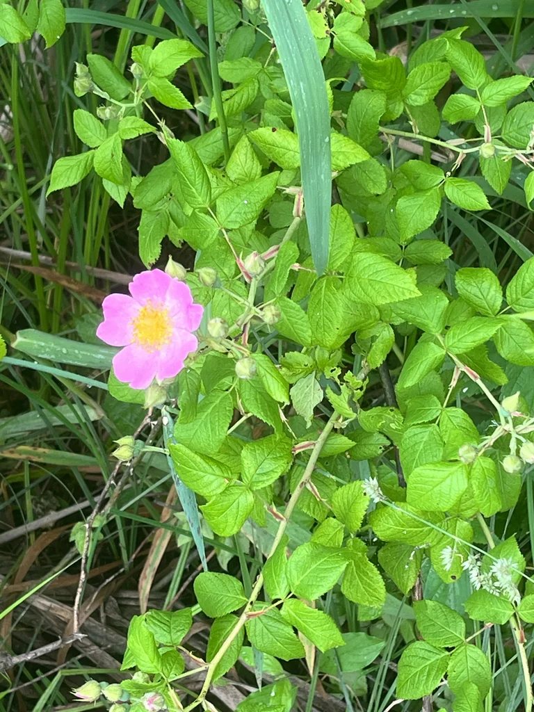 Rosa Setigera