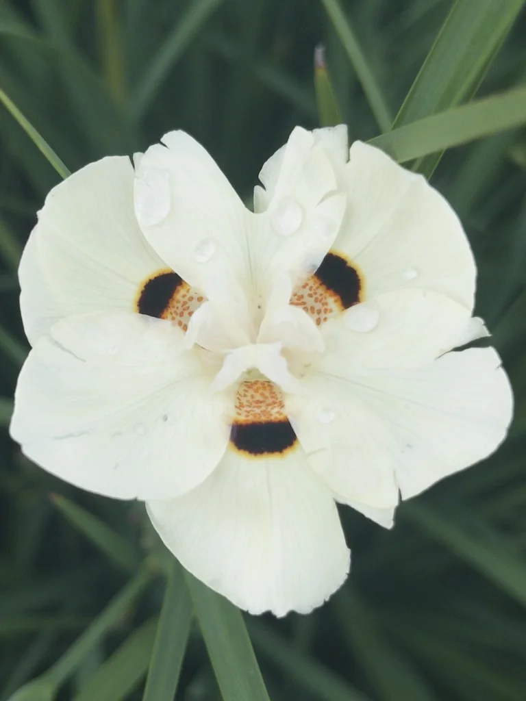 Dietes Bicolor