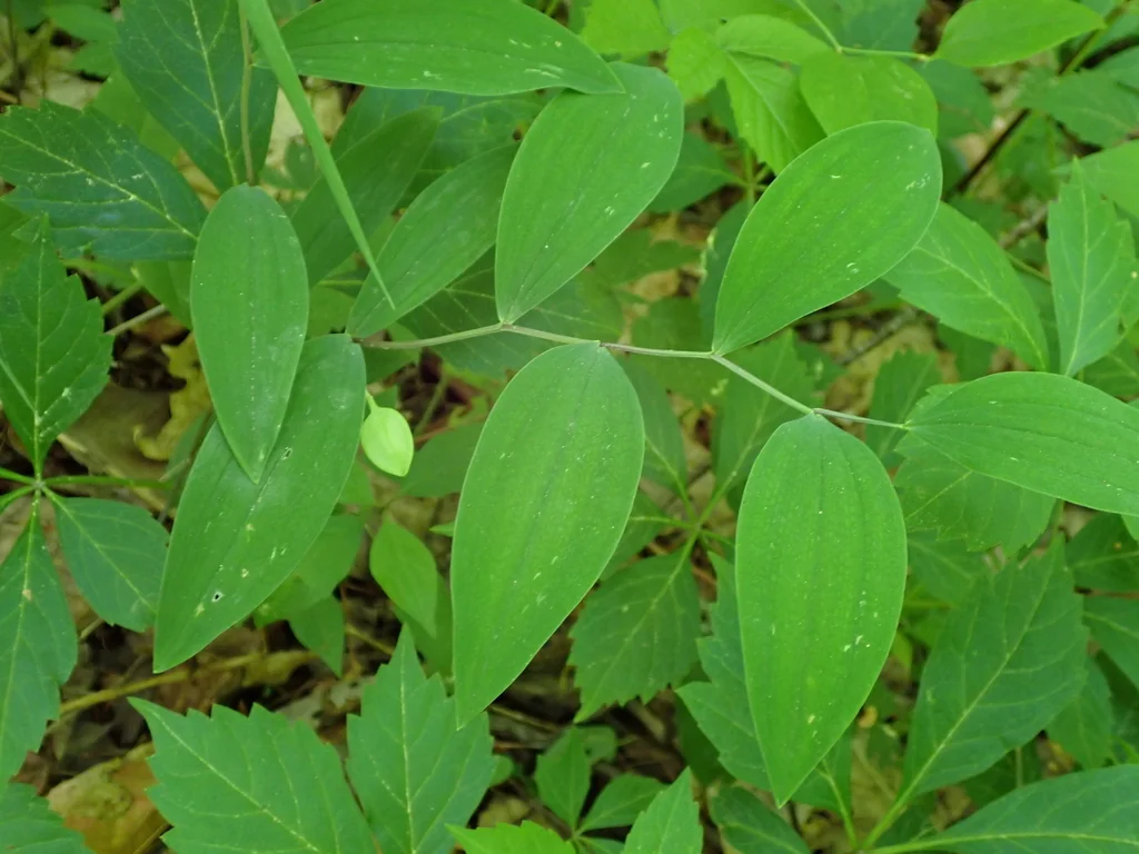 Uvularia Sessilifolia